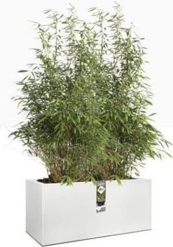 Elho Vivo Structure Finish Lang 90 - Plantenbak Voor Binnen & Buiten - Ø 88 X H 41 - Wit 37 Elho Vivo Structure Finish Lang 90 - Plantenbak Voor Binnen & Buiten - Ø 88 X H 41 - Wit -Gardena Winkel 840x1200 5