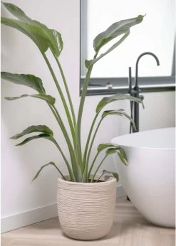 Capi Europe - Bloempot Bol Waste Rib NL - 43x41 - Terrazzo Beige - Voor Binnen En Buiten - KTBR933 -Gardena Winkel 856x1200 2