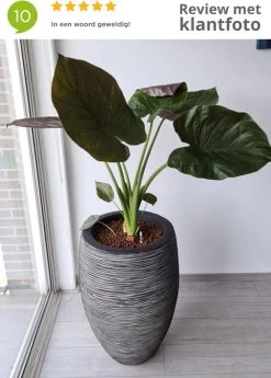 Capi Europe - Vaas Elegant Deluxe Rib NL - 40x60 - Antraciet - Voor Binnen En Buiten - KOFZ1131 -Gardena Winkel 858x1200 4