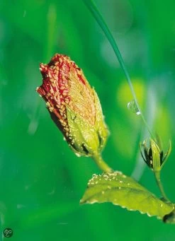 ECOstyle LuisVrij Bladluizen Bestrijdingsmiddel Voor Sierplanten, Groente En Fruit - 100% Plantaardig , Snel En Effectief - Bestrijdt Insecten, Luizen En Witte Vliegen - 750 ML -Gardena Winkel 868x1200 9