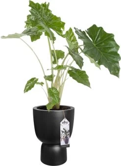 Elho Pure Coupe 41 - Bloempot Voor Binnen & Buiten - Ø 41.3 X H 57.9 Cm - Zwart/Zwart -Gardena Winkel 877x1200 1