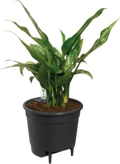 Elho Self-watering Insert 17 - Accessoires Voor Binnenaccessoires - Ø 17.0 X H 15.8 Cm - Zwart/Living Black -Gardena Winkel 879x1200 7