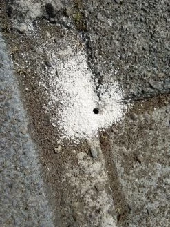 500g =1 Ltr Diatomeeënaarde (Kiezelgoer) (eco & Gifvrij) PestiNext Diatomeeënaarde - Diatomaceous Earth - Diatomeeenaarde Kippen - Diatomeeenaarde Poeder - Diatomeeenaarde Foodgrade 5 500g =1 Ltr Diatomeeënaarde (Kiezelgoer) (eco & Gifvrij) PestiNext Diatomeeënaarde - Diatomaceous Earth - Diatomeeenaarde Kippen - Diatomeeenaarde Poeder - Diatomeeenaarde Foodgrade -Gardena Winkel 900x1200 59