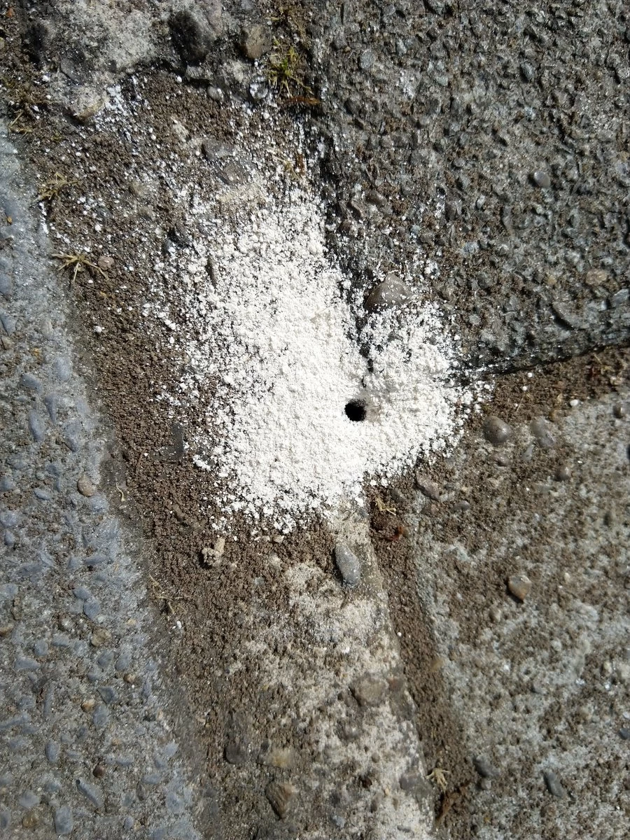 500g =1 Ltr Diatomeeënaarde (Kiezelgoer) (eco & Gifvrij) PestiNext Diatomeeënaarde - Diatomaceous Earth - Diatomeeenaarde Kippen - Diatomeeenaarde Poeder - Diatomeeenaarde Foodgrade 3 500g =1 Ltr Diatomeeënaarde (Kiezelgoer) (eco & Gifvrij) PestiNext Diatomeeënaarde - Diatomaceous Earth - Diatomeeenaarde Kippen - Diatomeeenaarde Poeder - Diatomeeenaarde Foodgrade - Afbeelding 3