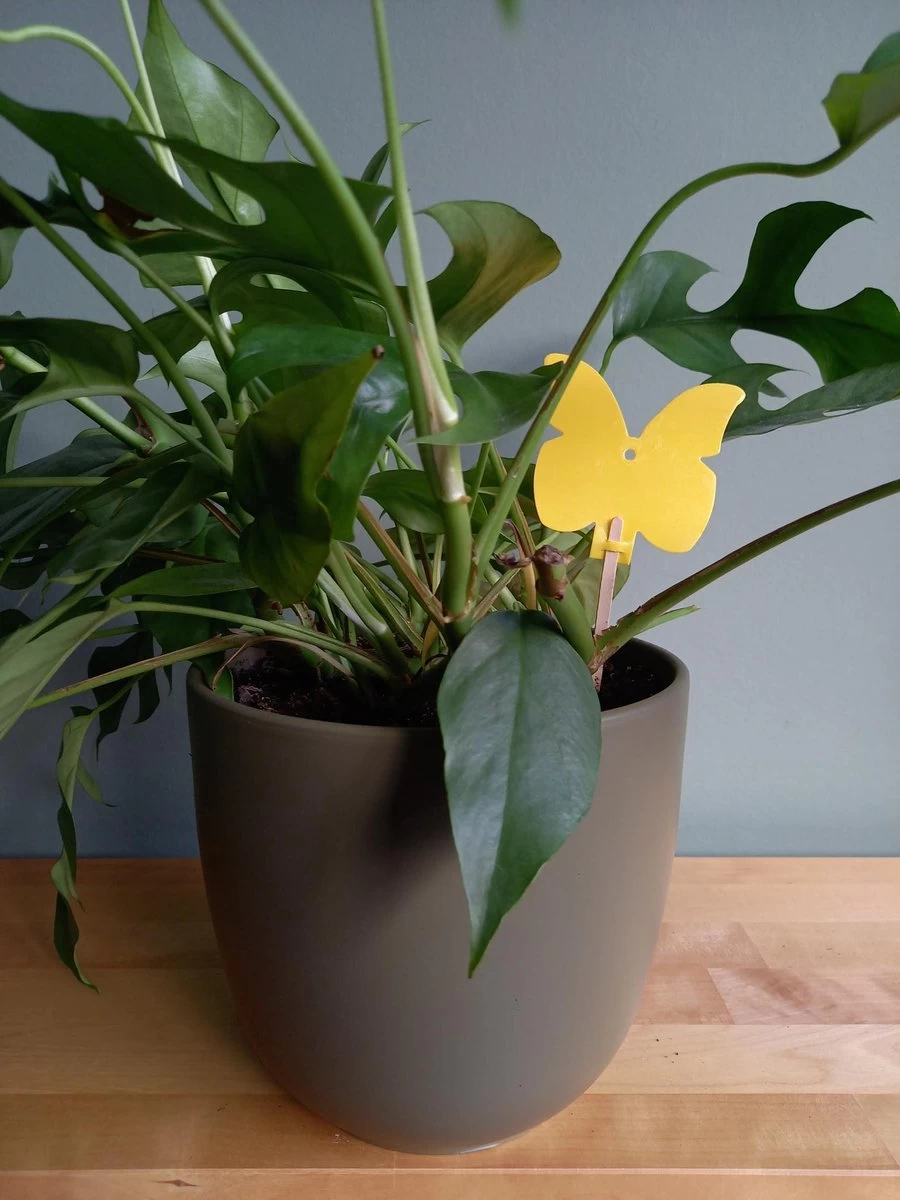 Rouwvliegjes Bestrijden - Voordeelpakket - Aaltjes En Plakkaartjes - Vliegjes In Plant - Varenrouwmug - Vangplaatjes - Decofixer - Aaltjes - Varenrouwmugpakket 2 Rouwvliegjes Bestrijden - Voordeelpakket - Aaltjes En Plakkaartjes - Vliegjes In Plant - Varenrouwmug - Vangplaatjes - Decofixer - Aaltjes - Varenrouwmugpakket - Afbeelding 2