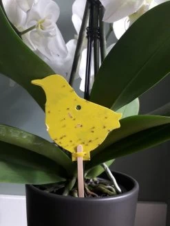 Decofixer - Vliegjes In Plant Vanger - Rouwvliegjes Bestrijden - Varenrouwmug Plakstrips - Plakkaartjes - Vangplaatjes - Potgrondvliegjes -20 Stuks -Gardena Winkel 900x1200 64