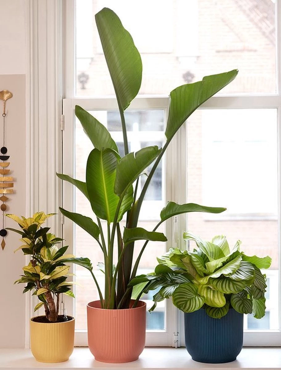 Elho Vibes Fold Rond 30 - Bloempot Voor Binnen - Ø 29.5 X H 27.2 Cm - Delicaat Roze 8 Elho Vibes Fold Rond 30 - Bloempot Voor Binnen - Ø 29.5 X H 27.2 Cm - Delicaat Roze - Afbeelding 8