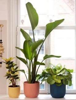 Elho Vibes Fold Rond Wielen 35 - Bloempot Voor Binnen - Ø 34.9 X H 32.4 Cm - Delicaat Roze -Gardena Winkel 911x1200