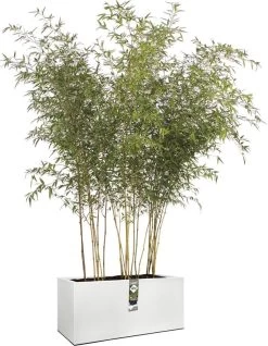 Elho Vivo Structure Finish Lang 90 - Plantenbak Voor Binnen & Buiten - Ø 88 X H 41 - Wit 35 Elho Vivo Structure Finish Lang 90 - Plantenbak Voor Binnen & Buiten - Ø 88 X H 41 - Wit -Gardena Winkel 931x1200 1