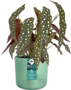 Elho The Ocean Collection Round 22cm - Bloempot Voor Binnen - 100% Gerecycled Materiaal - Gemaakt Met Zeeafval - Ø 22.3 X H 20.4 Cm - Pacifisch Groen -Gardena Winkel 952x1200 1