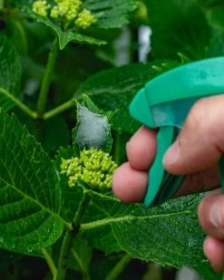 ECOstyle Promanal-R Spray Gebruiksklaar - Insecten Bestrijdingsmiddel Voor Spint, Wolluis En Dopluis - Binnens- En Buitenshuis- 100% Plantaardig - 500 ML -Gardena Winkel 959x1200 19