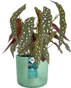 Elho The Ocean Collection Round 22cm - Bloempot Voor Binnen - 100% Gerecycled Materiaal - Gemaakt Met Zeeafval - Ø 22.3 X H 20.4 Cm - Pacifisch Groen -Gardena Winkel 969x1200 12