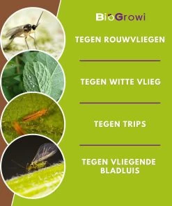 Biofixer - 10 Vangkaartjes - Rouwvliegjes Bestrijden - Varenrouwmug Bestrijden - Vangplaatjes Tegen Rouwvliegjes - Plakstrips - Vangplaten 9 Biofixer - 10 Vangkaartjes - Rouwvliegjes Bestrijden - Varenrouwmug Bestrijden - Vangplaatjes Tegen Rouwvliegjes - Plakstrips - Vangplaten -Gardena Winkel 997x1200 1